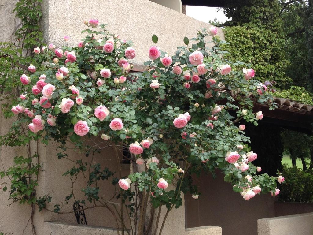 Hotel Lou Caleu Restaurant Le Rocher Des Abeilles Saint-Martin-de-Castillon 외부 사진